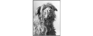 Payton will cuddle his way into a new home 