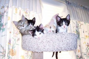 Someone to love: Kitten caboodle