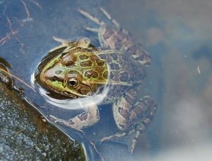 Mesa students' project seeks to save rare frogs 
