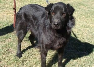 Pet of the Week: Bleeker 