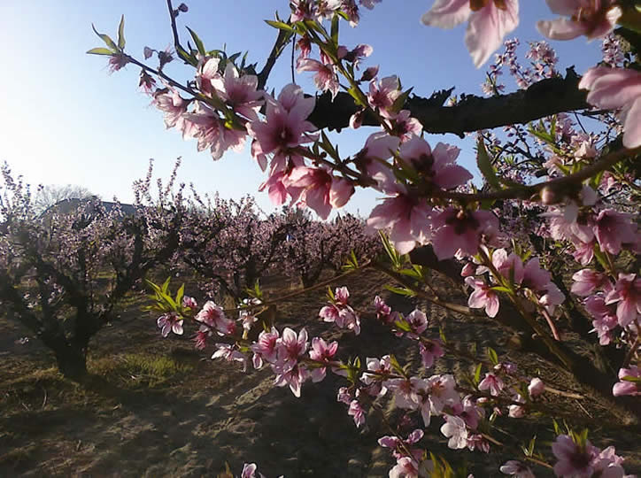 Peach Blossom Celebration