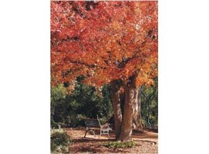 Fall in four acts: Arizona’s turning 