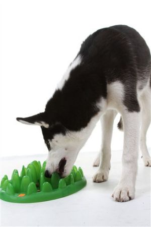 Homes-Right-Pet Toys