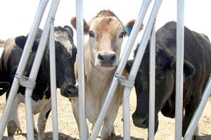  Superstition Farm