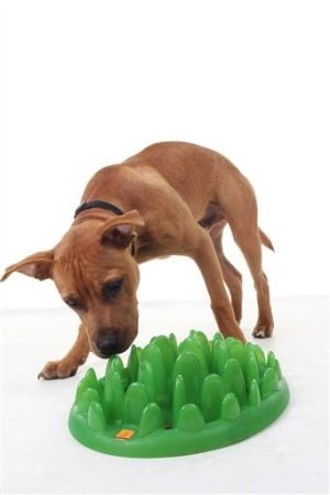 Homes-Right-Pet Toys