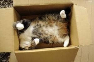 Maru