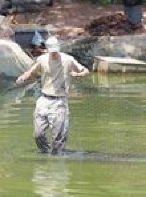 Gator hunters come up empty 