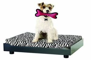 Homes-Right-Pet Toys