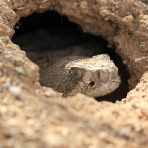 Video: San Tan Mountain Regional Park: Snake Safety