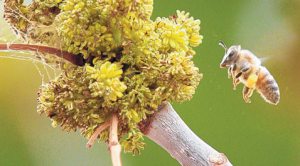 Rain, warmer weather triggering allergies 