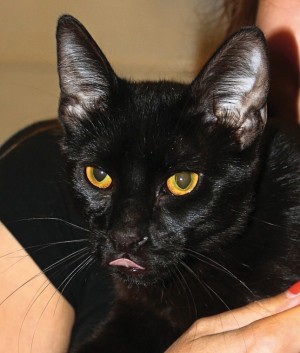 Pet of the Week: Jagger