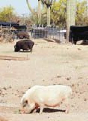 Sanctuary cares for hundreds of misfit pigs 