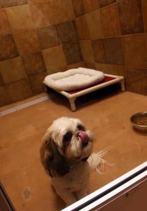 PetsMart opens a dog, cat hotel with all the amenities 