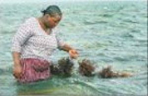 Farming seaweed spawns economic independence 