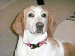 Someone to love: Tillie