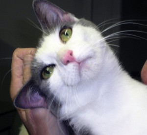 Pet of the Week: Isla