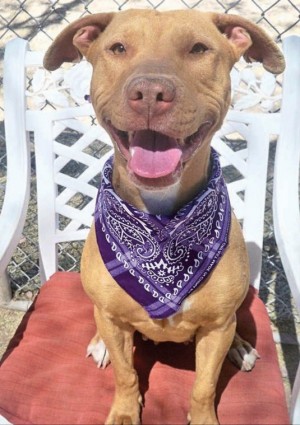 Pet of the Week: Tinkerbell