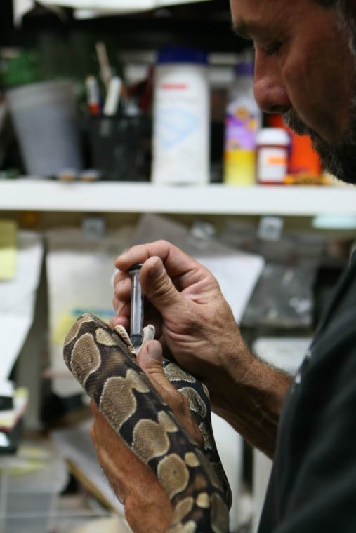 Reptile rescue