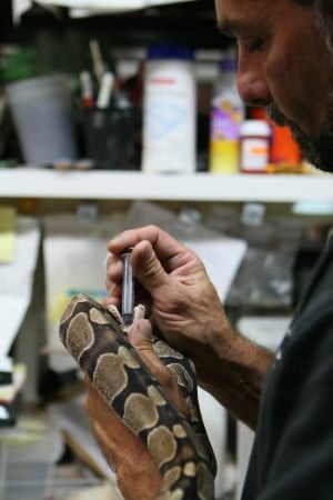 Reptile rescue