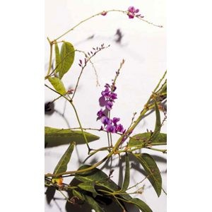 Plant of the week: Lilac vine, flowering plant 