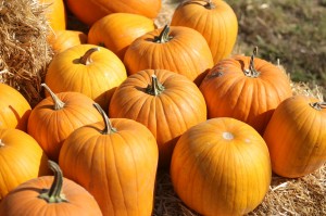 Pumpkin Patch