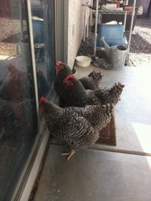 Chickens