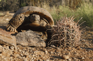 San Tan park tortoises need names 