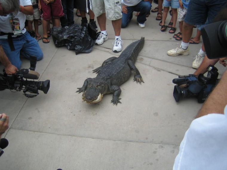Tuesday the alligator