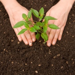 Plant a tree