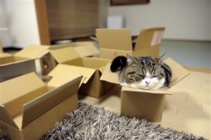Maru