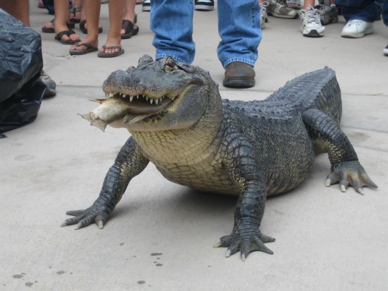 Tuesday the alligator