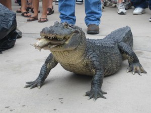 Tuesday the alligator