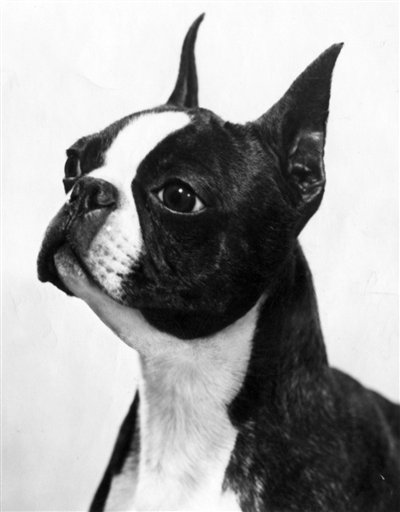 Pets-Top Dog