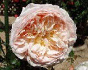 Rose Resource - Brown leaves point to accumulated salts 