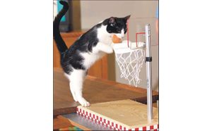 Shelter seeks homes for stray, unwanted cats 
