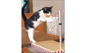 Shelter seeks homes for stray, unwanted cats 