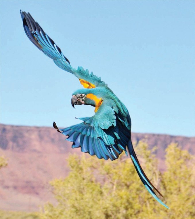 Liberty Wings