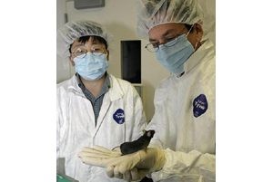 Group creates engineered 'marathon mice' 