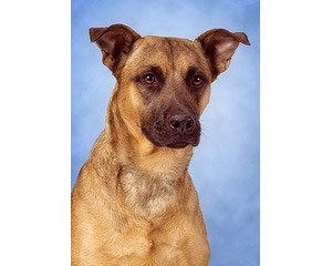 Pet of the week: Remi – Adopted 