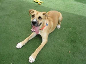 Someone to love: Odin