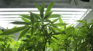2 marijuana initiative drives under way 