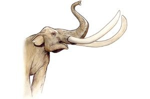 Mammoth bones not alone at Gilbert site 