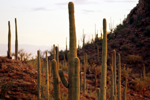 Saguaros