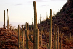 Saguaros