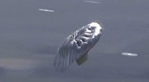Flying balloon lands; boy found safe at home 