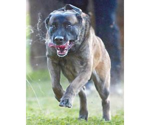 Service dogs help police maintain public safety 