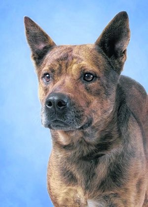 Pet of the Week: Rex 