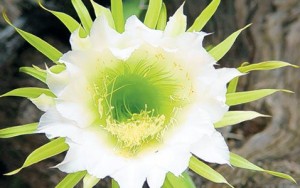 Fruiting plants that survive dry conditions 