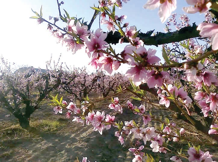 Peach Blossom Festival
