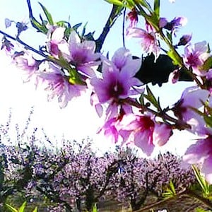 Peach Blossom Festival